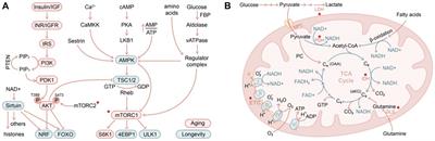 Toward Elucidating Epigenetic and Metabolic Regulation of Stem Cell Lineage Plasticity in Skin Aging